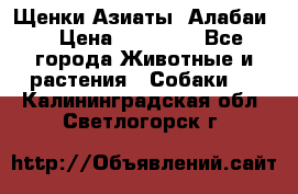 Щенки Азиаты (Алабаи) › Цена ­ 20 000 - Все города Животные и растения » Собаки   . Калининградская обл.,Светлогорск г.